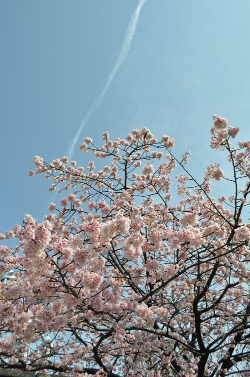 201003130 永代橋の桜･隅田川･豊洲 011